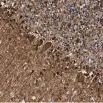 Merck Anti-S100-B Antibody, clone 8F20 ZooMAb Rabbit Monoclonal