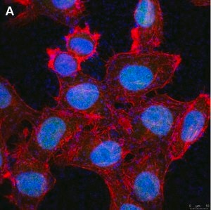 Merck Anti-Cryptochrome-1 Antibody, clone 2C22 ZooMAb Rabbit Monoclonal