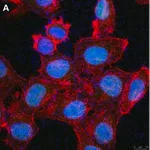 Merck Anti-Cryptochrome-1 Antibody, clone 2C22 ZooMAb Rabbit Monoclonal