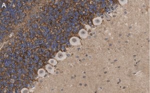 Merck Anti-GABA Transporter-3 Antibody, clone 4E14 ZooMAb Rabbit Monoclonal