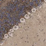 Merck Anti-GABA Transporter-3 Antibody, clone 4E14 ZooMAb Rabbit Monoclonal