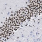 Merck Anti-PROX1 Antibody, clone 1B10 ZooMAb Rabbit Monoclonal