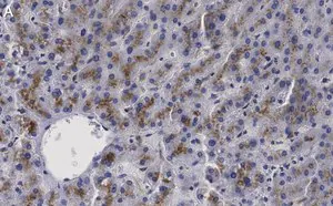 Merck Anti-β-Glucocerebrosidase Antibody, clone 2I15 ZooMAb Rabbit Monoclonal