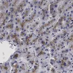 Merck Anti-β-Glucocerebrosidase Antibody, clone 2I15 ZooMAb Rabbit Monoclonal