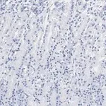 Merck Anti-IKB α Antibody, clone 6O8, ZooMAb Rabbit Monoclonal