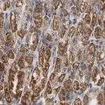 Merck Anti-PNPT1 Antibody, clone 2D23 ZooMAb Rabbit Monoclonal