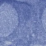 Merck Anti-Aurora B Antibody, clone 7C4, ZooMAb Rabbit Monoclonal