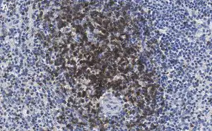 Merck Anti-CD3d Antibody, clone 1H2 ZooMAb Rabbit Monoclonal