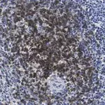 Merck Anti-CD3d Antibody, clone 1H2 ZooMAb Rabbit Monoclonal