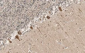 Merck Anti-GluR-2 Antibody, clone 1K20 ZooMAb Rabbit Monoclonal