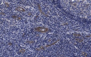 Merck Anti-VCAM-1 Antibody, clone 5K19 ZooMAb Rabbit Monoclonal