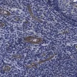 Merck Anti-VCAM-1 Antibody, clone 5K19 ZooMAb Rabbit Monoclonal