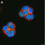 Merck Anti-Ubiquilin 4 Antibody, clone 5K6 ZooMAb Rabbit Monoclonal