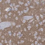 Merck Anti-mGluR5 Antibody, clone 1F11 ZooMAb Rabbit Monoclonal