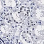 Merck Anti-PARP-1 Antibody, clone 12N17 Antibody, ZooMAb Rabbit Monoclonal