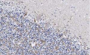 Merck Anti-VGAT Antibody, clone 2E6 ZooMAb Rabbit Monoclonal