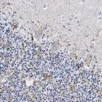 Merck Anti-VGAT Antibody, clone 2E6 ZooMAb Rabbit Monoclonal