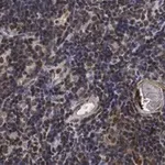 Merck Anti-RORγ Antibody, clone 6F3.1 ZooMAb Mouse Monoclonal