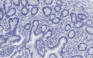 Merck Anti-Derlin-1 Antibody, clone 2C2, ZooMAb Rabbit Monoclonal