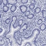 Merck Anti-Derlin-1 Antibody, clone 2C2, ZooMAb Rabbit Monoclonal