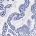 Merck Anti-SOX17 Antibody, clone 3F7, ZooMAb Rabbit Monoclonal