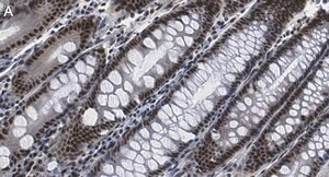 Merck Anti-HCF-1 Antibody, clone 1B17 ZooMAb Rabbit Monoclonal