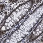 Merck Anti-HCF-1 Antibody, clone 1B17 ZooMAb Rabbit Monoclonal