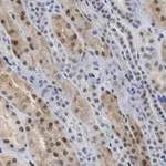 Merck Anti-TAZ Antibody, clone 1M19 ZooMAb Rabbit Monoclonal