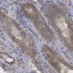 Merck Anti-Selenoprotein P Antibody, clone 2G23 ZooMAb Rabbit Monoclonal