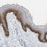 Merck Anti-pan-cytokeratin Antibody, clone AE1 ZooMAb Mouse Monoclonal