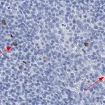 Merck Anti-TNFβ/LTA Antibody, clone 3B20-H2 ZooMAb Rabbit Monoclonal