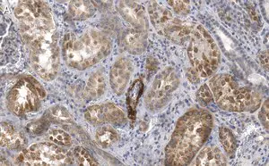 Merck Anti-Endoglin Antibody, clone 1I15 ZooMAb Rabbit Monoclonal