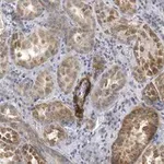 Merck Anti-Endoglin Antibody, clone 1I15 ZooMAb Rabbit Monoclonal