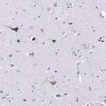 Merck Anti-Prion Protein Antibody, clone 3F17 ZooMAb Rabbit Monoclonal