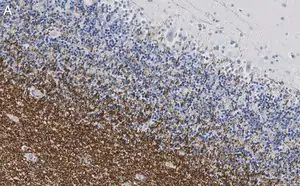 Merck Anti-MAG Antibody, clone 1I6 ZooMAb Rabbit Monoclonal