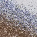 Merck Anti-MAG Antibody, clone 1I6 ZooMAb Rabbit Monoclonal