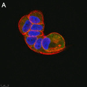 Merck Anti-TSG101 Antibody, clone 2H18 ZooMAb Rabbit Monoclonal