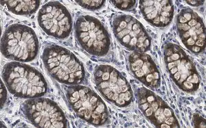 Merck Anti-MMP-14 Antibody, clone 1J5 ZooMAb Rabbit Monoclonal