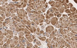 Merck Anti-PDK4 Antibody, clone 2H5 ZooMAb Rabbit Monoclonal