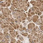 Merck Anti-PDK4 Antibody, clone 2H5 ZooMAb Rabbit Monoclonal