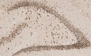 Merck Anti-C9ORF72 (long form) Antibody, clone 1I9 ZooMAb Rabbit Monoclonal