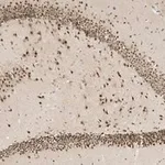 Merck Anti-C9ORF72 (long form) Antibody, clone 1I9 ZooMAb Rabbit Monoclonal