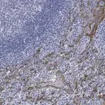 Merck Anti-Cytokeratin 5/6 Antibody, clone D5/16 B4 ZooMAb Mouse Monoclonal