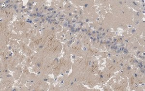 Merck Anti-PSD95 Antibody, clone K28/43 ZooMAb Mouse Monoclonal