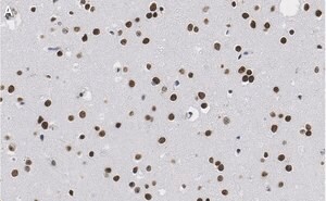Merck Anti-Nuclei Antibody, clone 3E1.3 ZooMAb Mouse Monoclonal