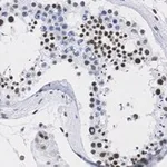 Merck Anti-DAXX Antibody, clone 1L6 ZooMAb Rabbit Monoclonal