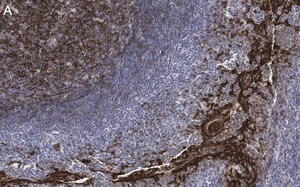 Merck Anti-Clusterin Antibody, clone 2F23 ZooMAb Rabbit Monoclonal