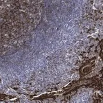 Merck Anti-Clusterin Antibody, clone 2F23 ZooMAb Rabbit Monoclonal