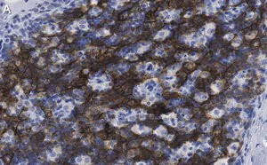 Merck Anti-CD8β Antibody, clone 1H21 ZooMAb Rabbit Monoclonal