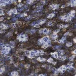 Merck Anti-CD8β Antibody, clone 1H21 ZooMAb Rabbit Monoclonal